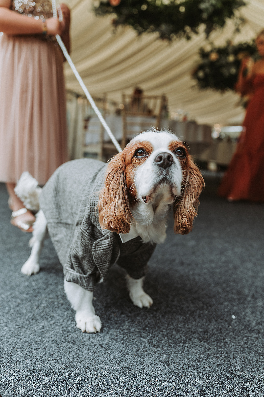 dog in a wedding suit at the waterside venue rickmansworth wedding photographer photography Hertfordshire