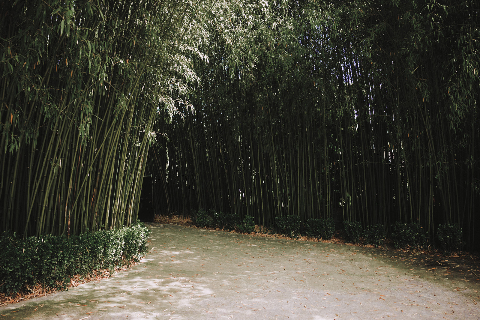 bambú en jardín de Barretaguren