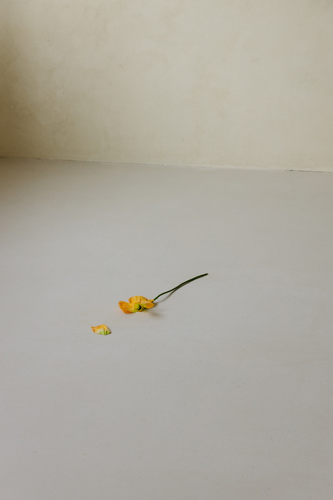 lost poppy on the floor