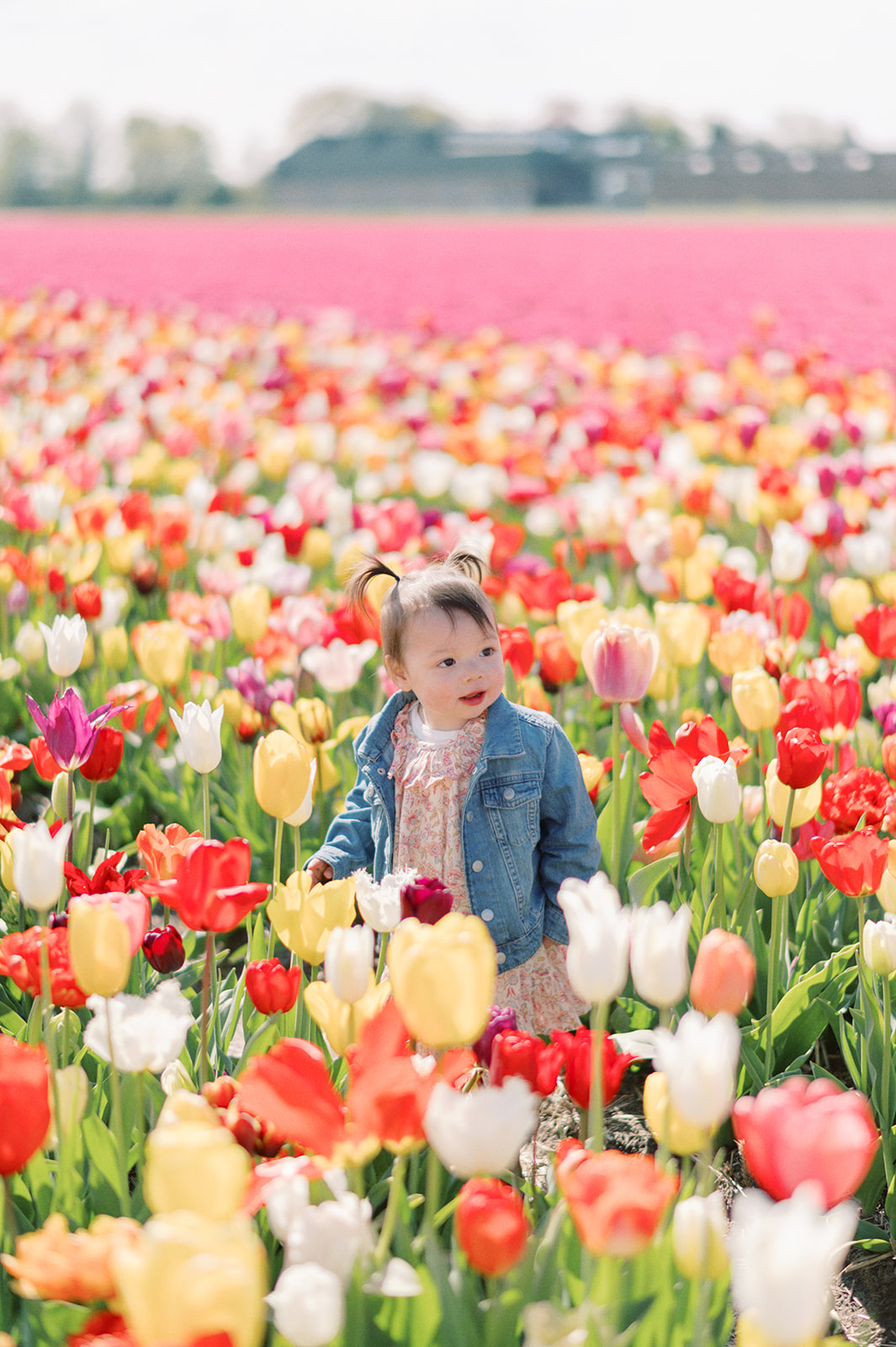 A family photoshoot in the tulip fields in Amsterdam