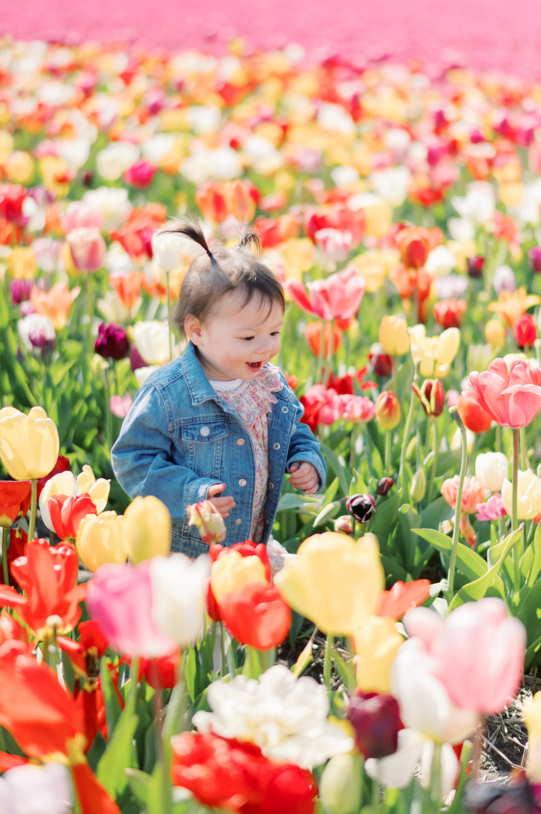 A tulip fields photoshoot in Amsterdam