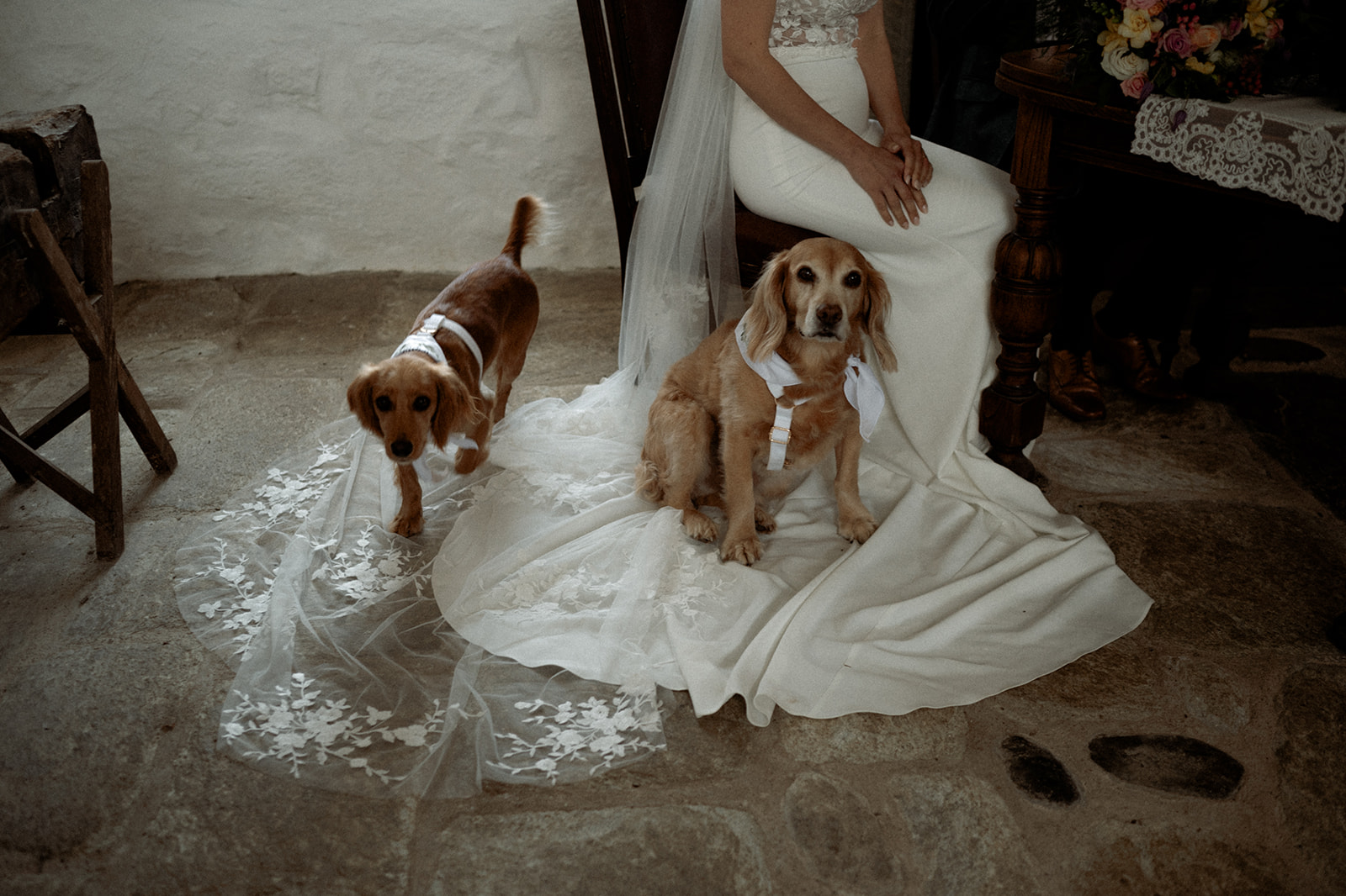 a couple of dogs sitting and walking across the bride's dress at their elopement wedding at Penarth Fawr