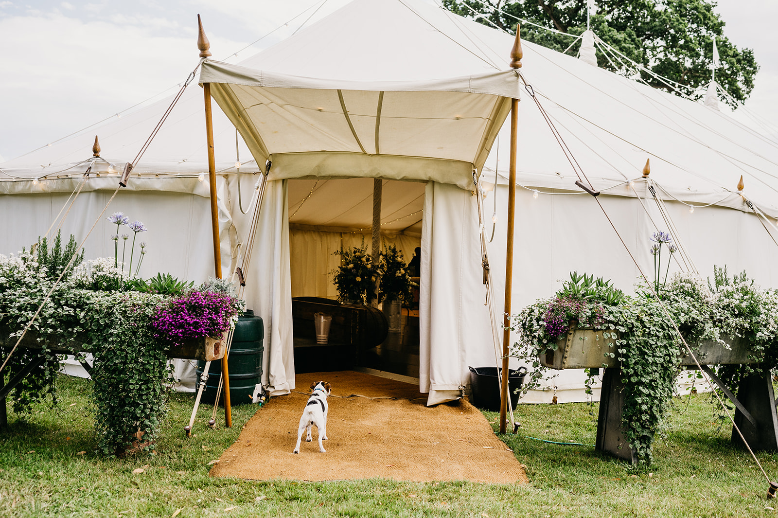 Dog waits by entrance to wedding marquee