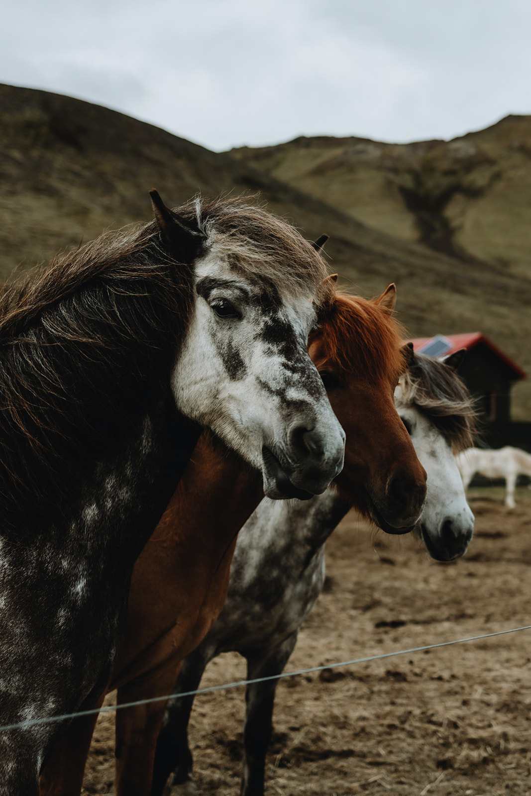 Bride and groom standing in front of majestic horses in the Icelandic highlands, capturing a unique wedding moment