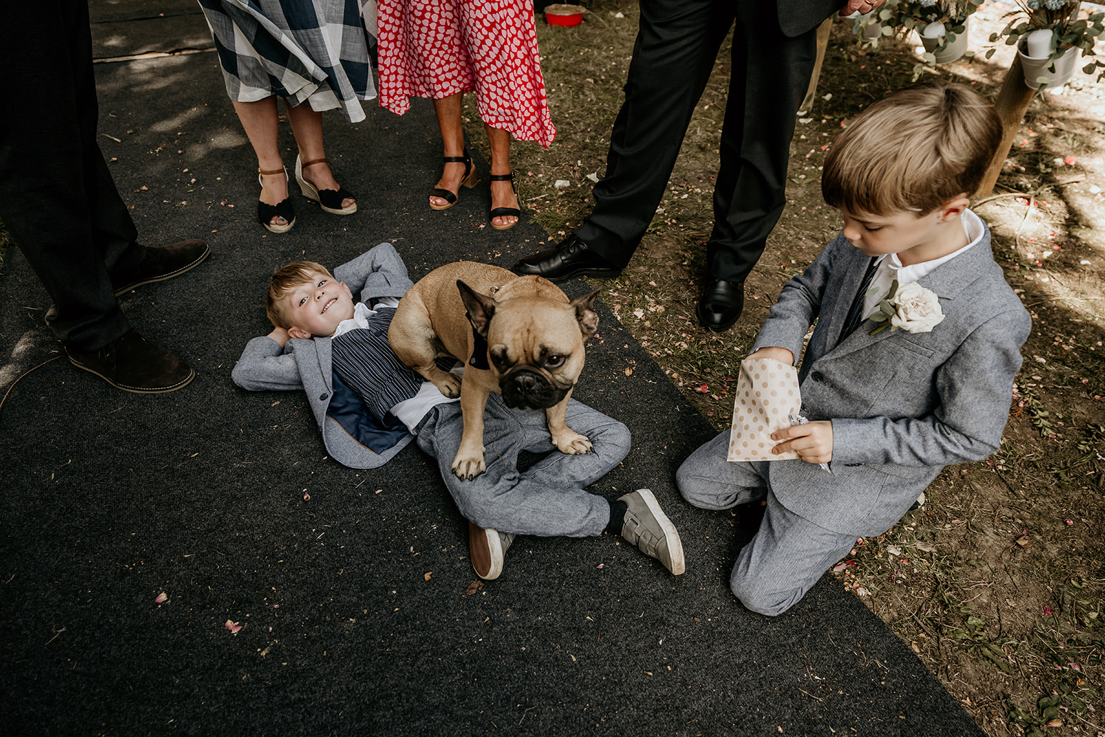 dog on wedding day
