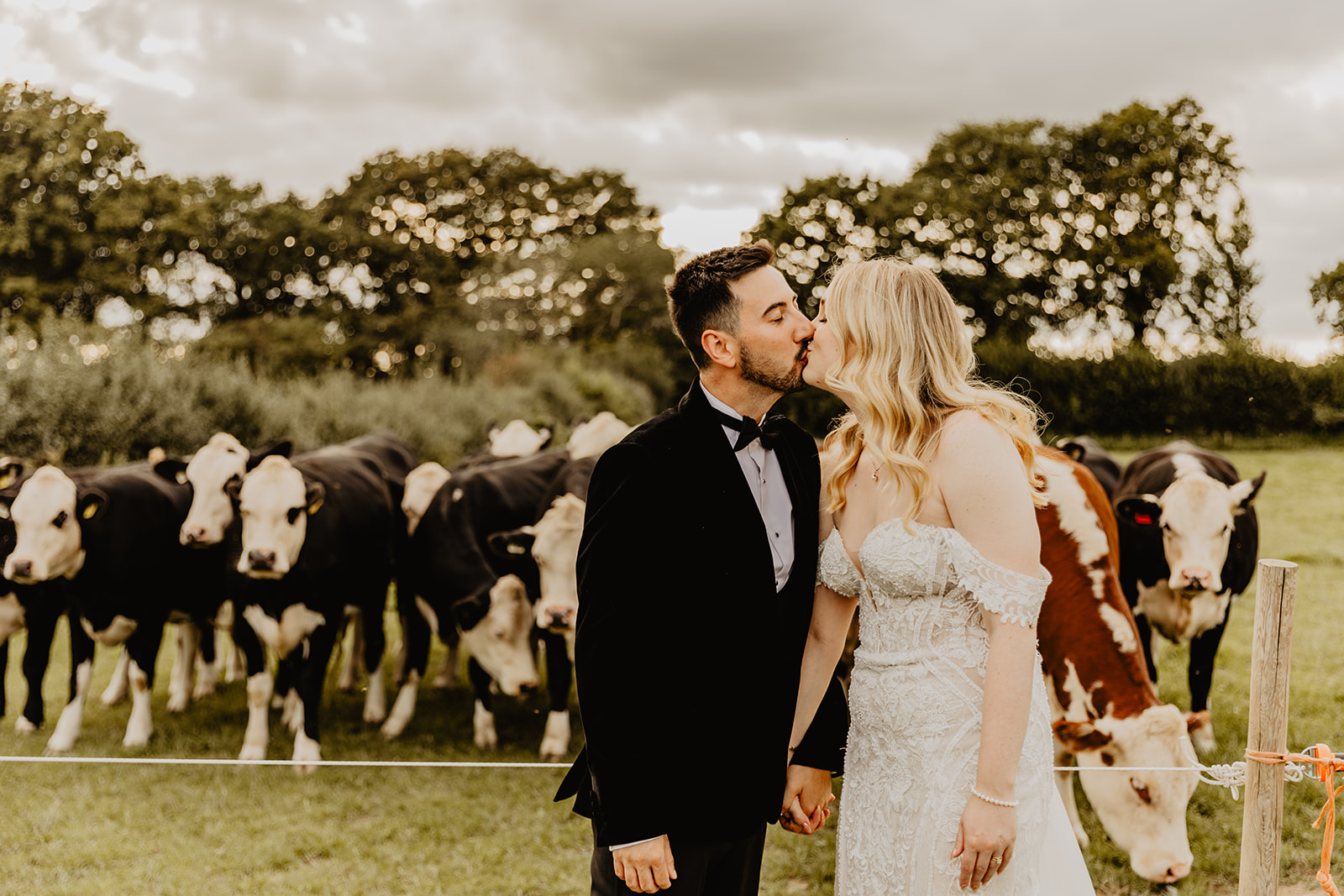 Bride and Groom with cows at a Southlands barn wedding, Sussex. Photo by OliveJoy Photography.