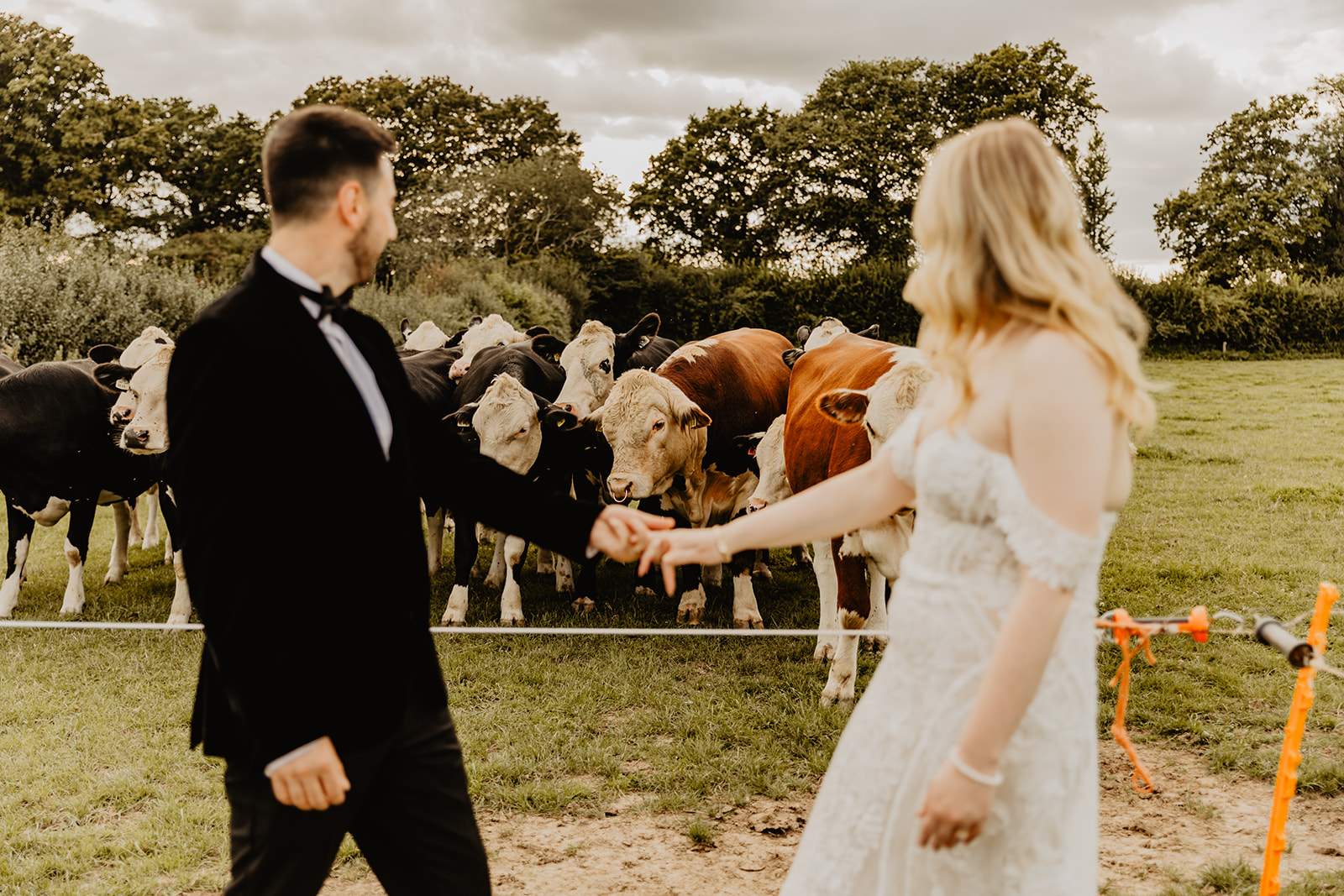 Bride and groom with cows at a Southlands barn wedding, Sussex. Photo by OliveJoy Photography.