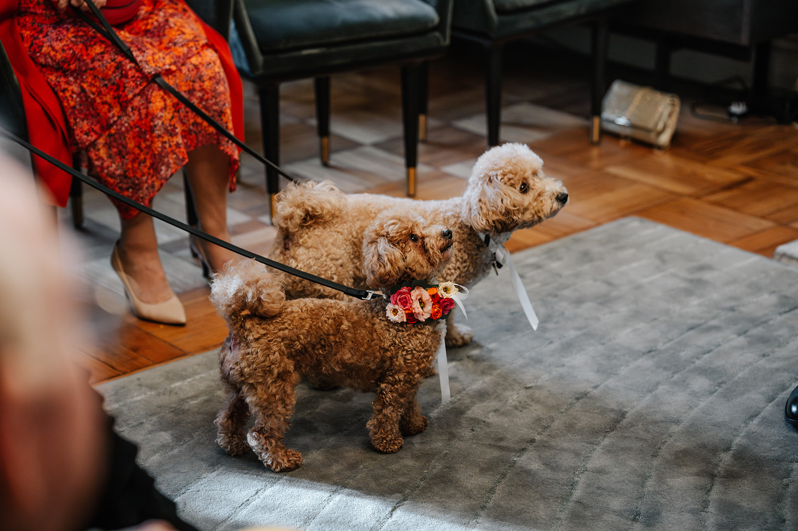 dogs during ceremony at Old Marylebone Town Hall